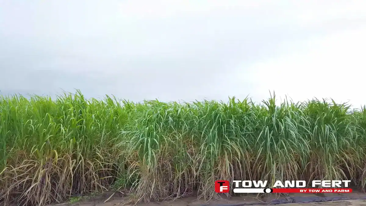 Sugar cane crop on Paul Rogers' farm near Proserpine, Queensland.
