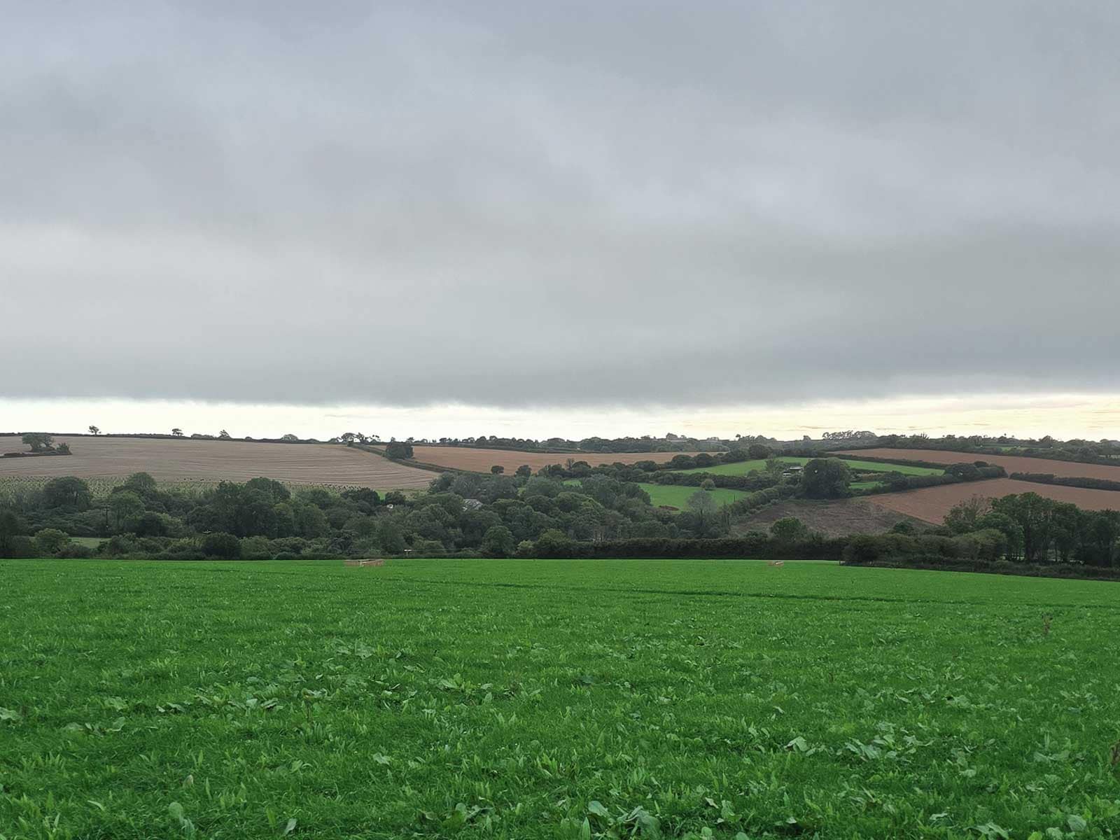 A lush green pasture on a dairy farm in South Devon.