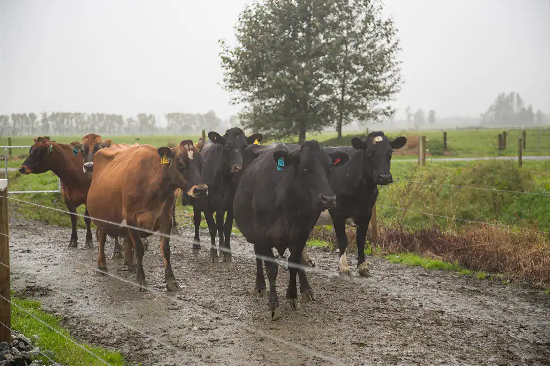 Dairy herd standing beside a fence line in heavy rain on Ian Maxwell's West Coast farm